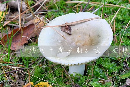 信用卡有逾期6次 征信4 信用卡有逾期6次 征信4